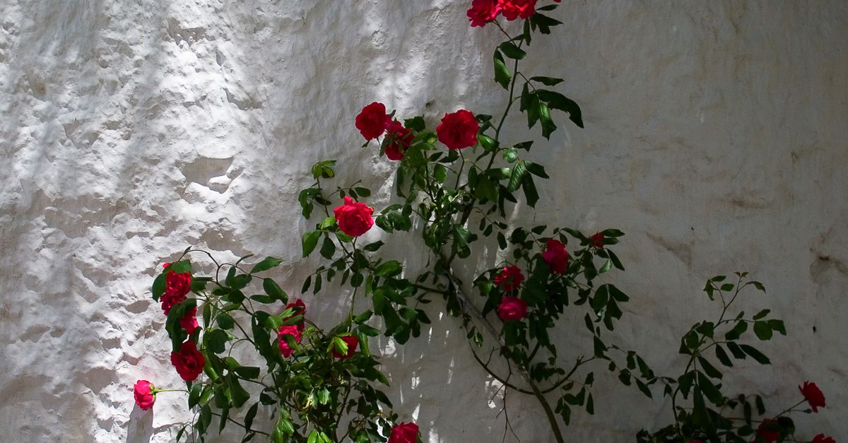 Spanish Red Roses Red Roses Against White Wall in Andalucía · Free Stock Photo