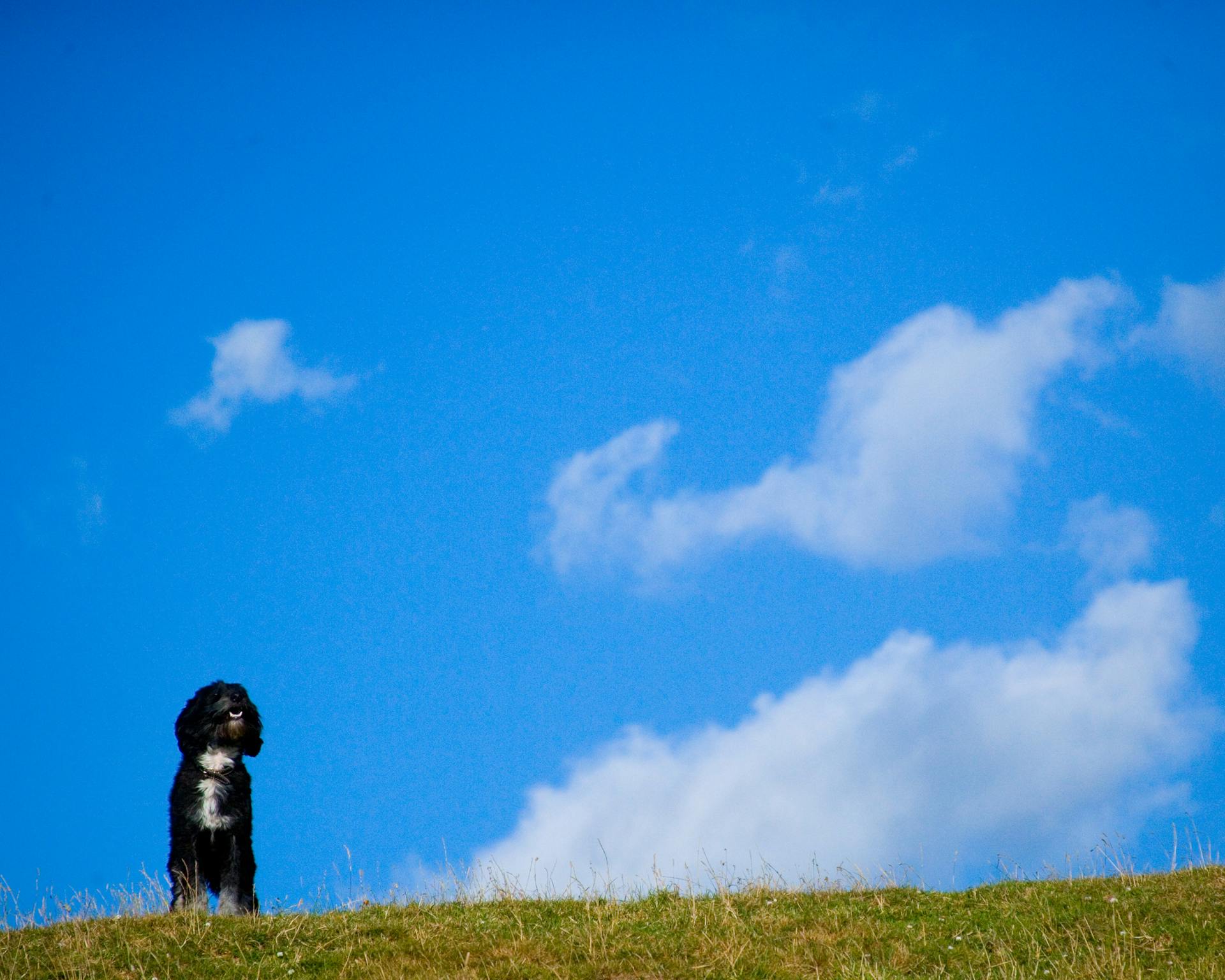 Cute black dog standing on a grassy hill under a bright blue sky.