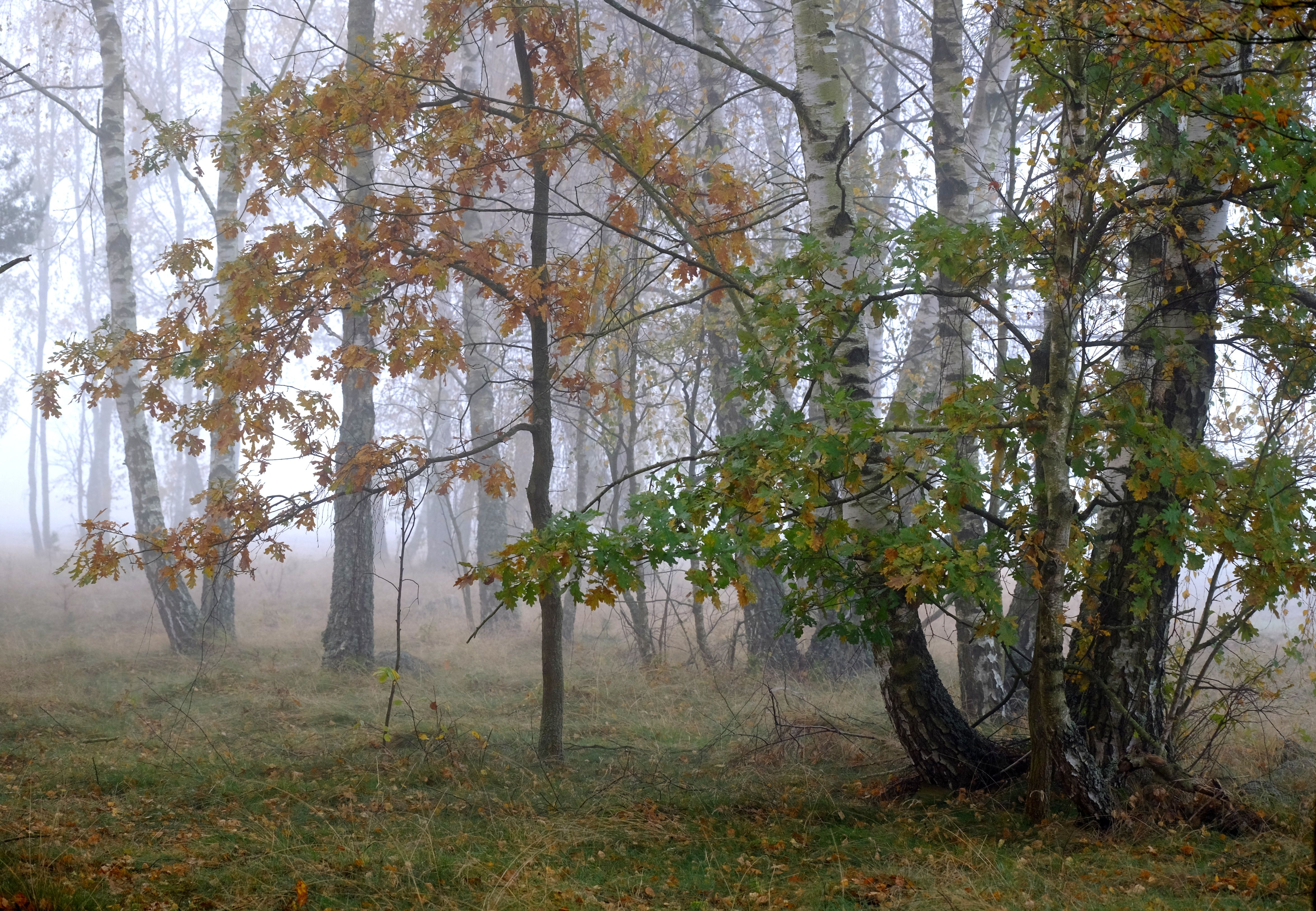 Misty Autumn Forest with Birch and Oak Trees · Free Stock Photo