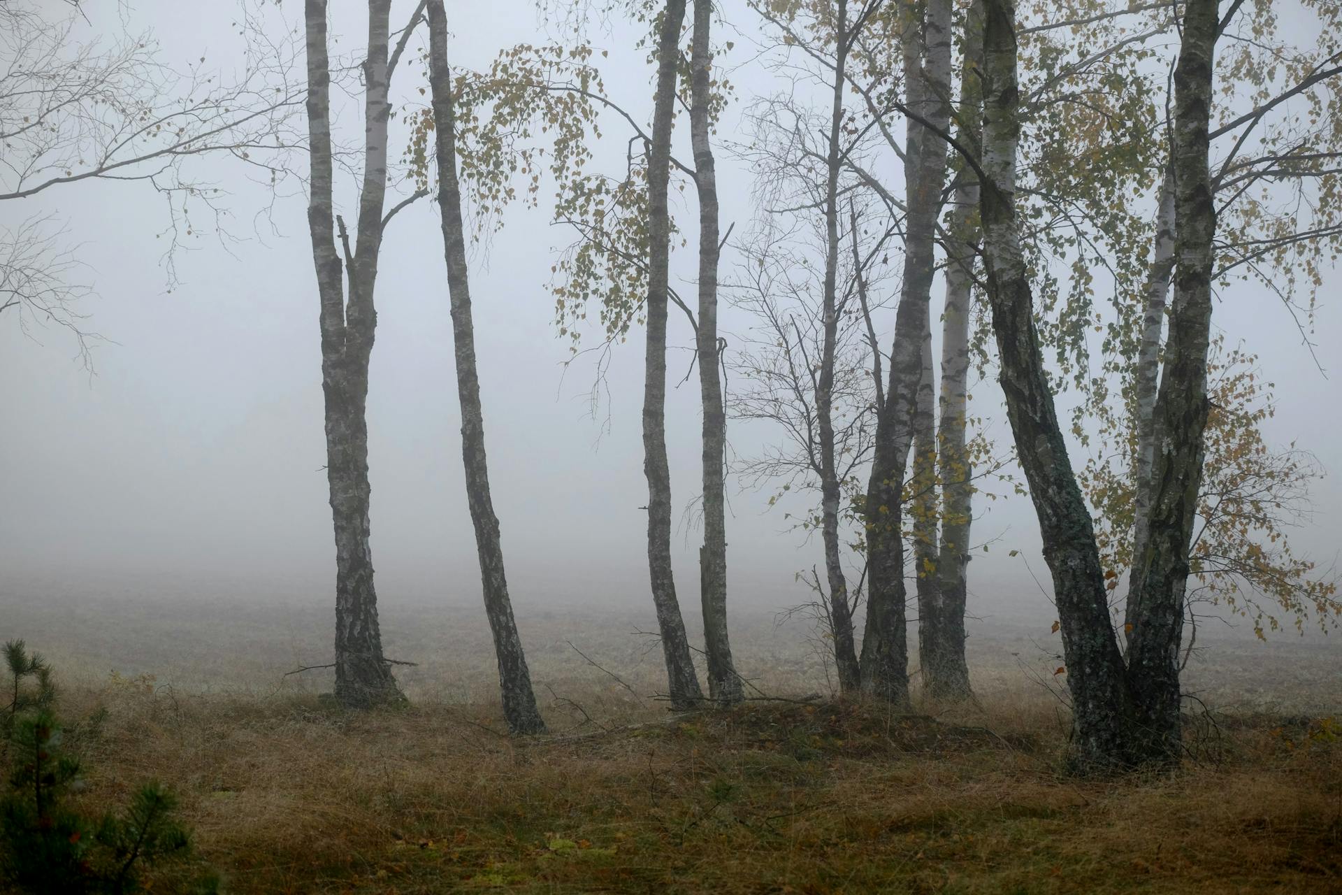 Foggy autumn scene in a birch forest, creating a mysterious and serene atmosphere.