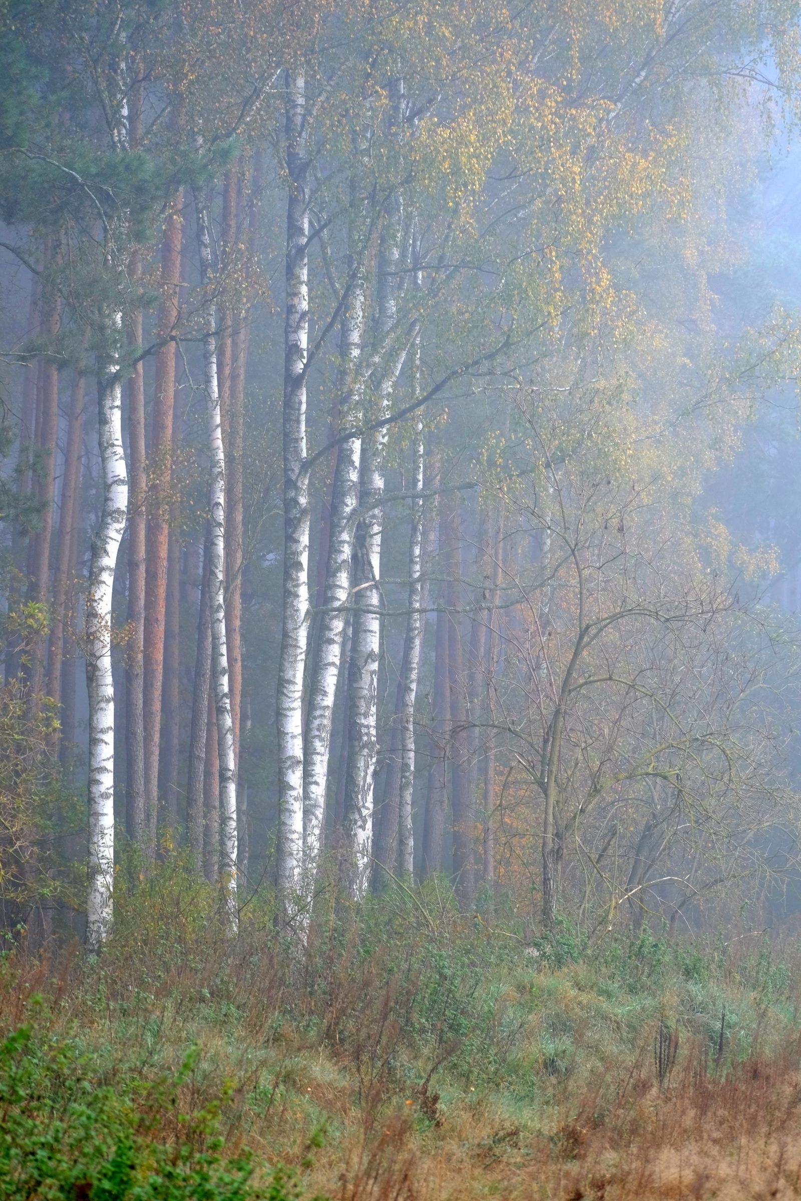 A birch forest in cool Nordic morning light