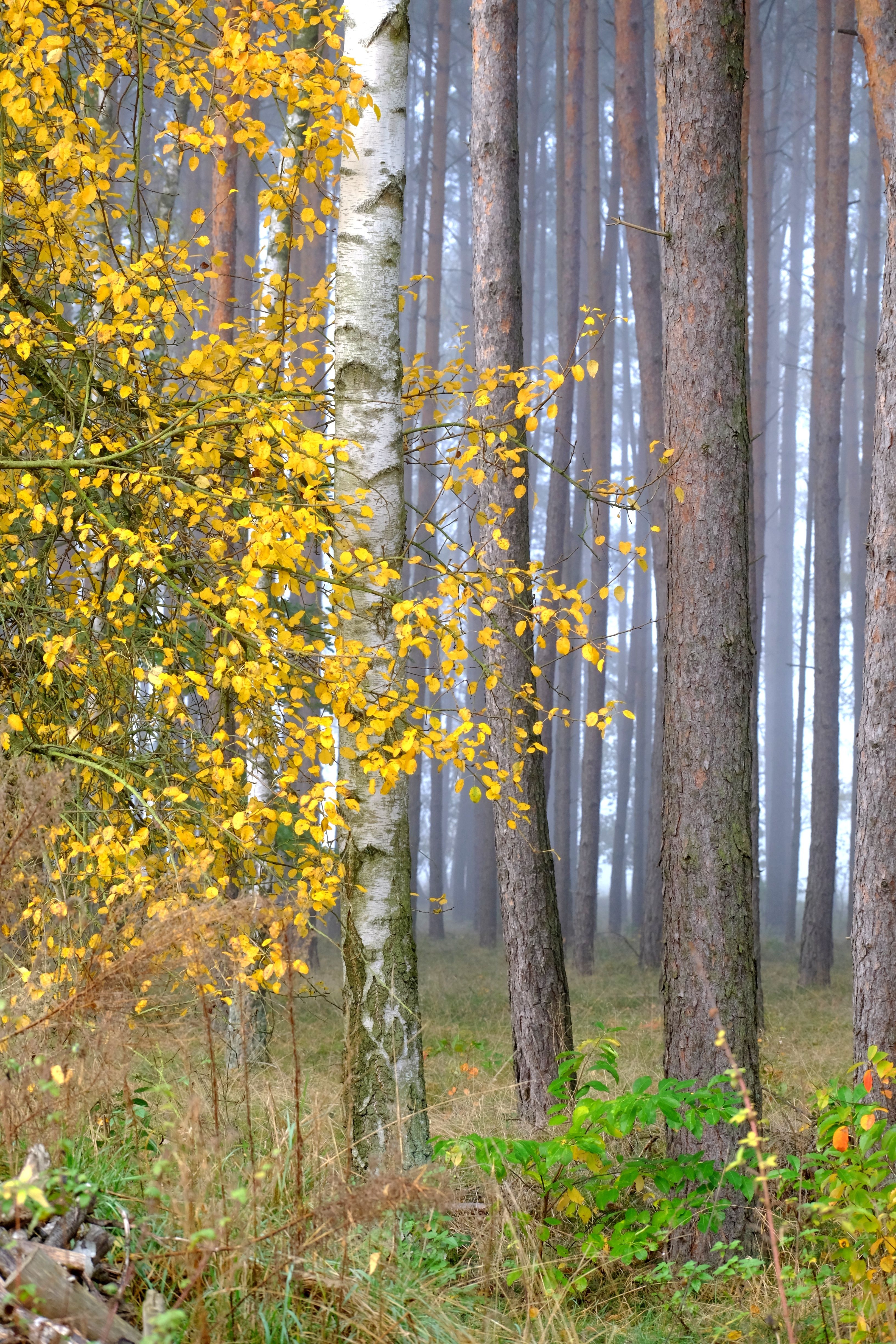 Serene Autumn Forest with Birch and Pine Trees · Free Stock Photo