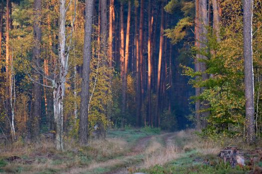 Peaceful forest with sunlit trees and a mossy path during autumn.