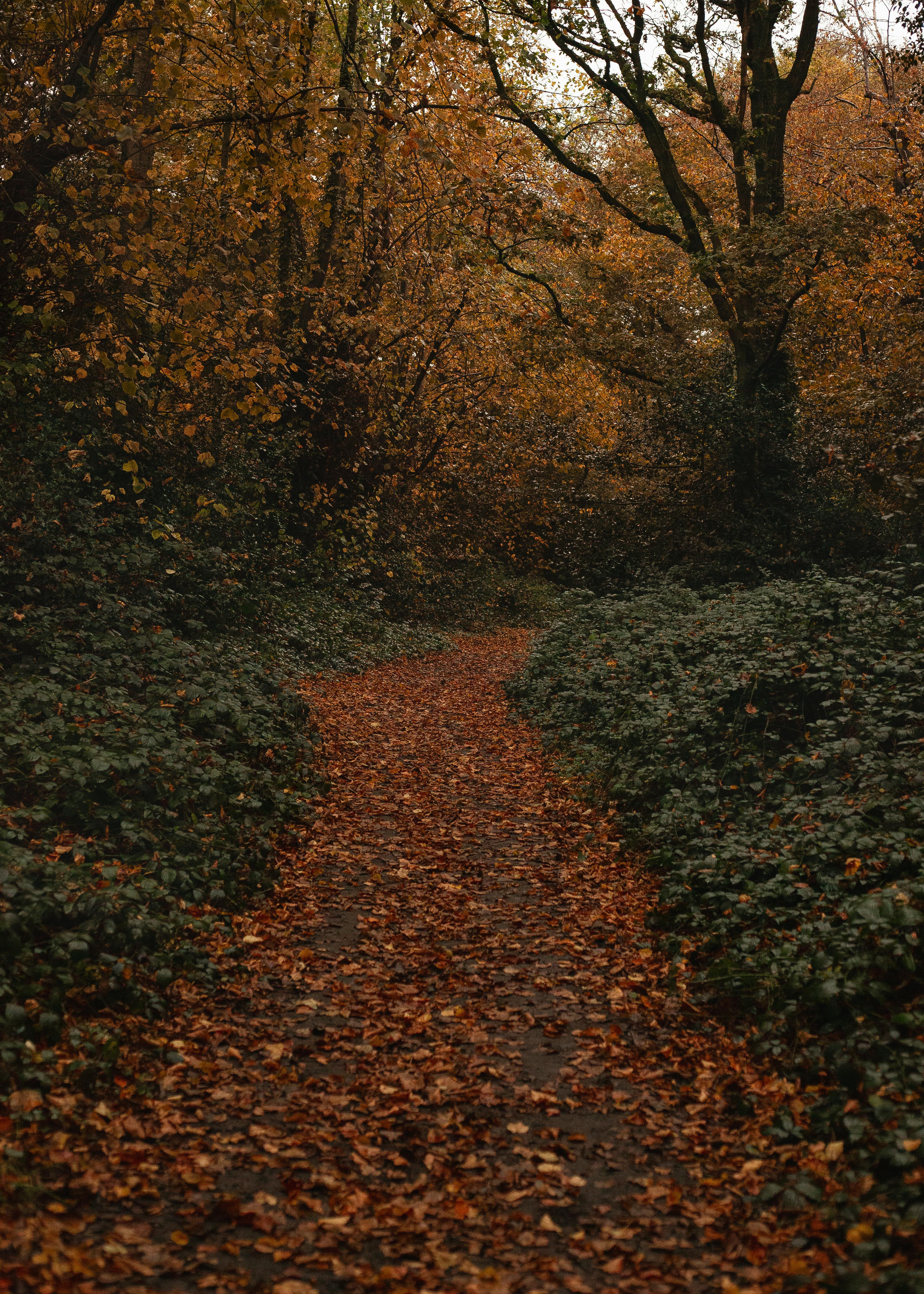 Explore a serene autumn forest path carpeted with colorful leaves in England. Perfect for fall adventure.
