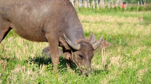 Free A serene capture of an Asian water buffalo grazing in a lush green field. Stock Photo