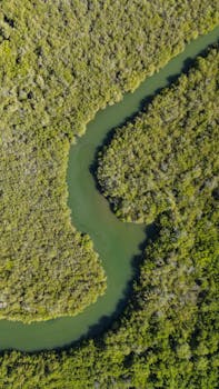 Explore a winding river surrounded by dense mangrove forests, captured from above.