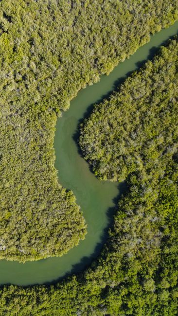 Explore a winding river surrounded by dense mangrove forests, captured from above.