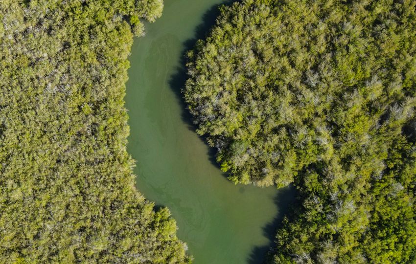 Aerial view of mangrove forest and river — representative real photograph, not an ESPC project