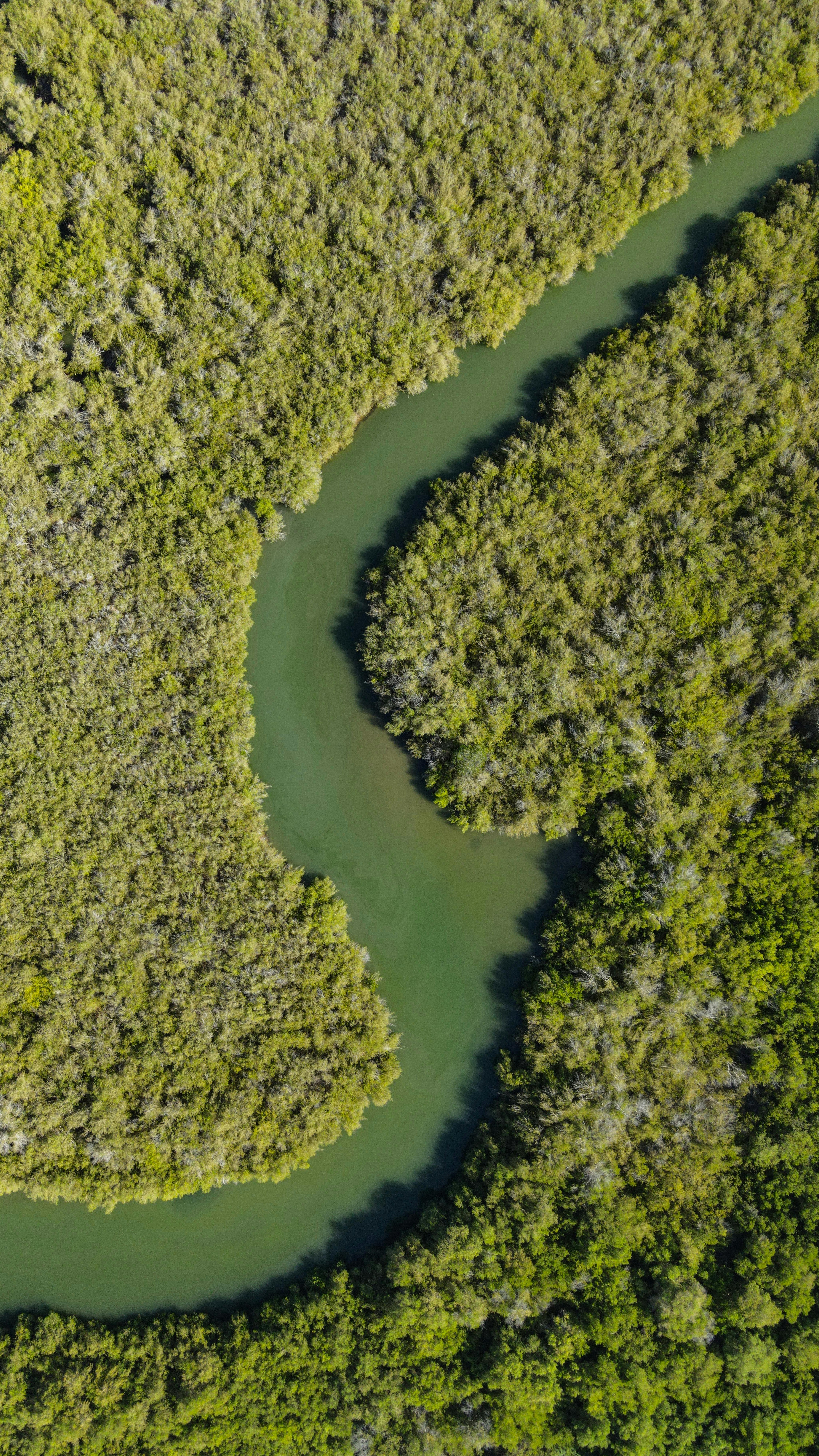 Gratis Explora un río sinuoso rodeado de densos bosques de manglares, capturado desde arriba. Foto de stock