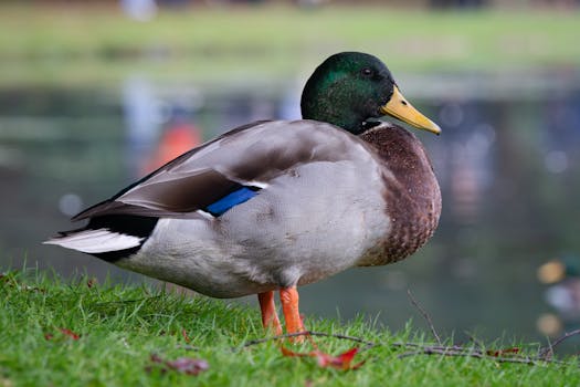 A close-up of a vibrant mallard duck standing by a peaceful pond in Sheffield Park, England.