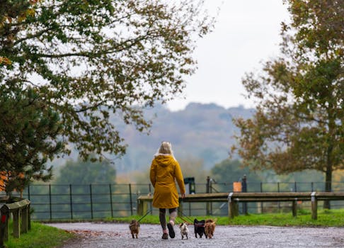 A woman walks dogs through serene autumn landscape in Sheffield Park, England.
