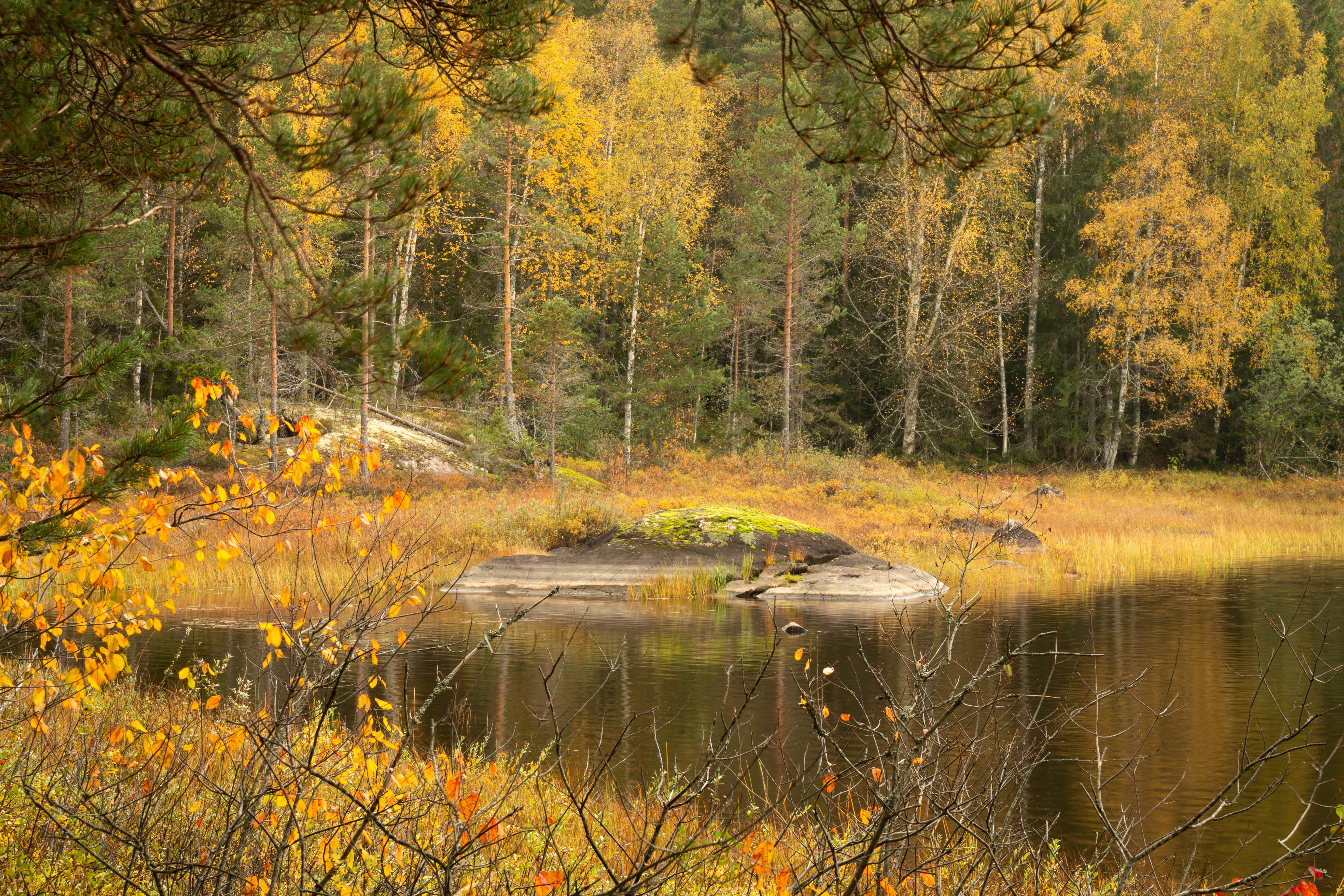 Autumn Forest and Lake Landscape with Tranquil Waters · Free Stock Photo