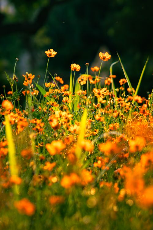 Free A field of vibrant yellow sulfur cosmos blooms in Ludhiana, India. Perfect for nature lovers. Stock Photo