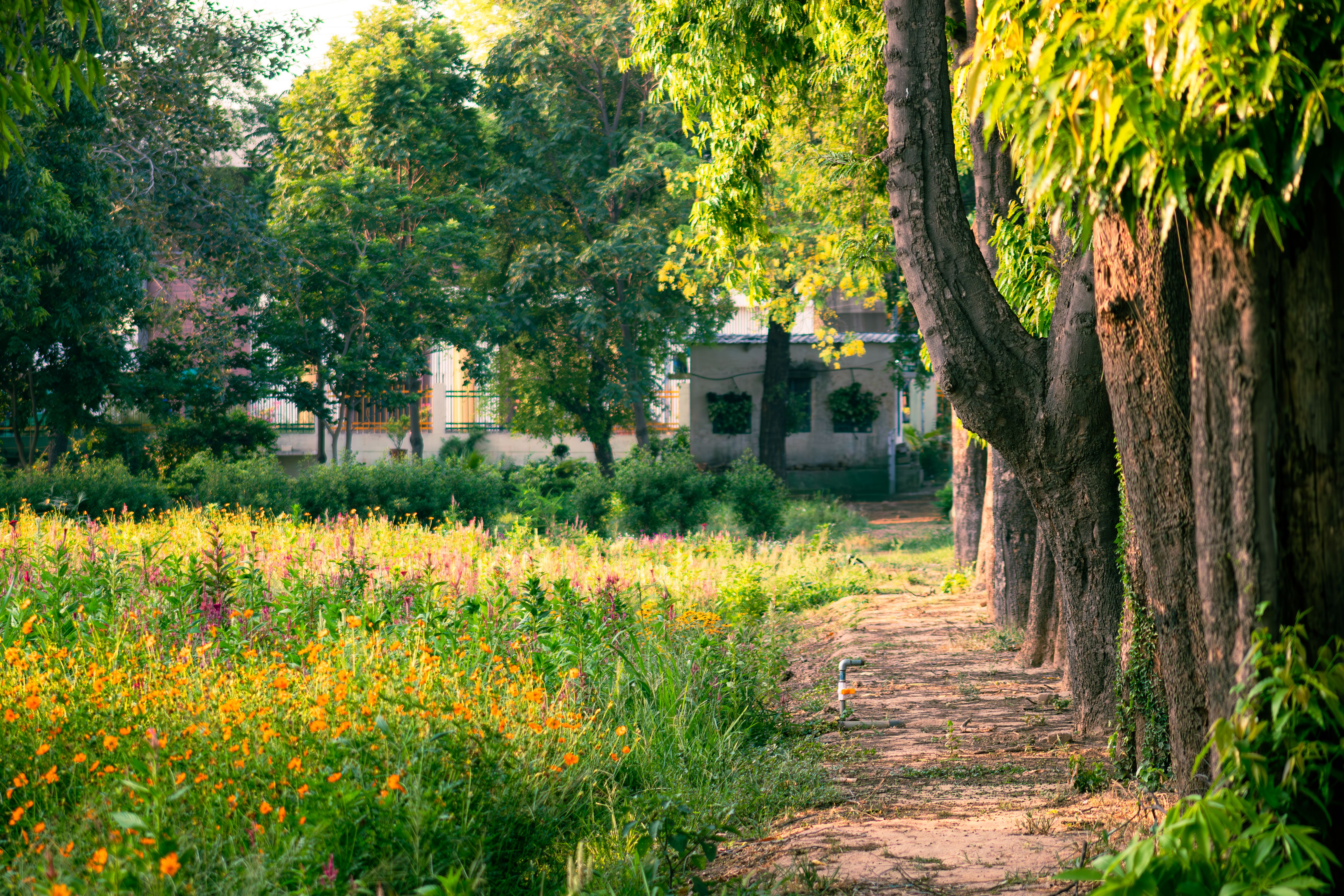 Morning walk at Rakh Bagh
