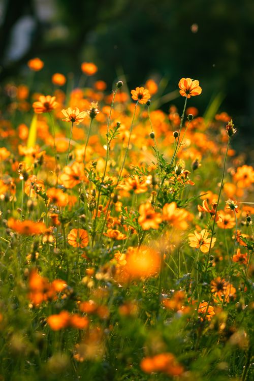 Free Bright yellow sulfur cosmos flowers in Ludhiana garden, showcasing vibrant blooms in warm morning light. Stock Photo