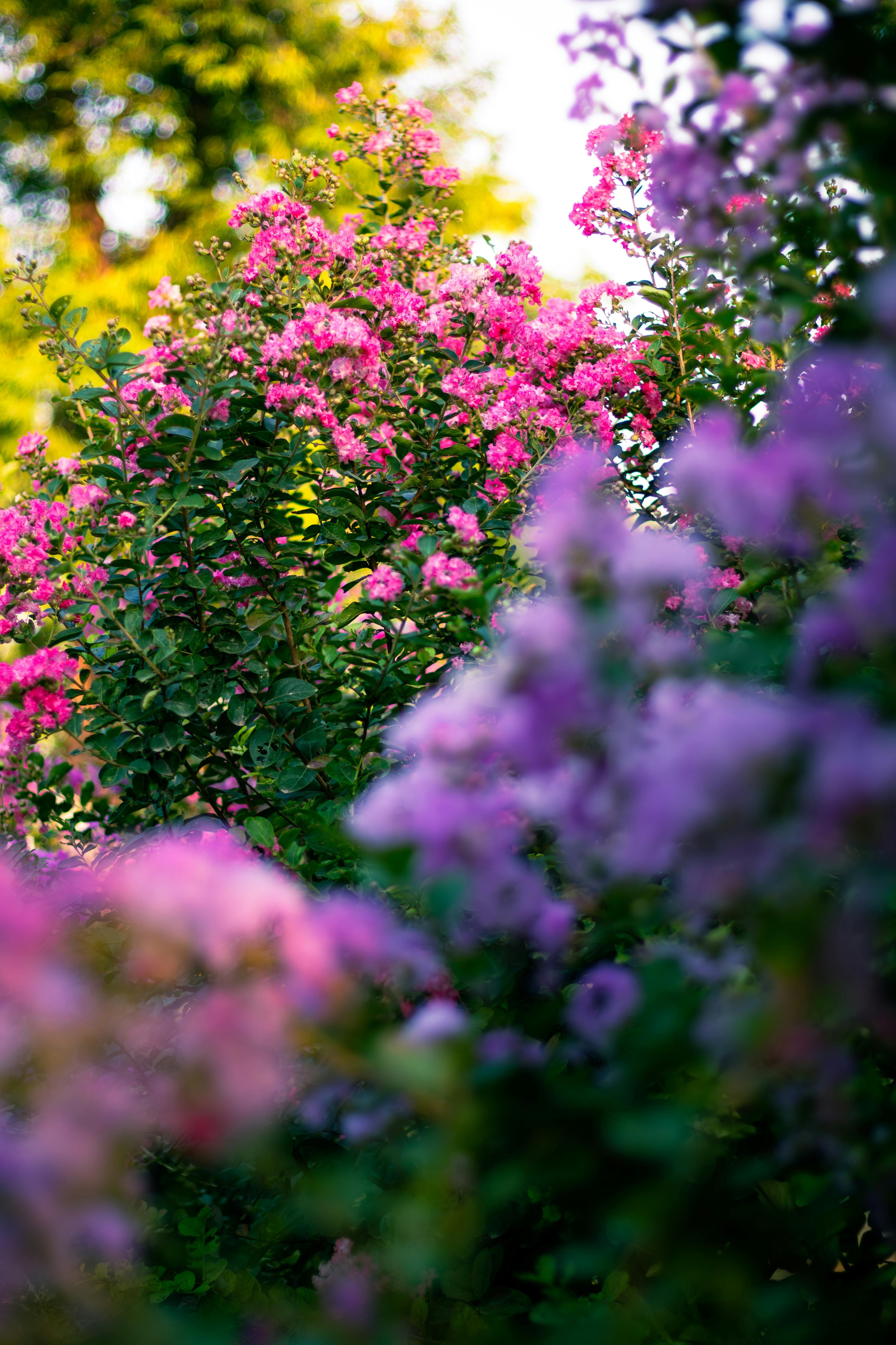 Capture of colorful crepe myrtle flowers in a summer garden, showcasing vibrant hues and natural beauty.