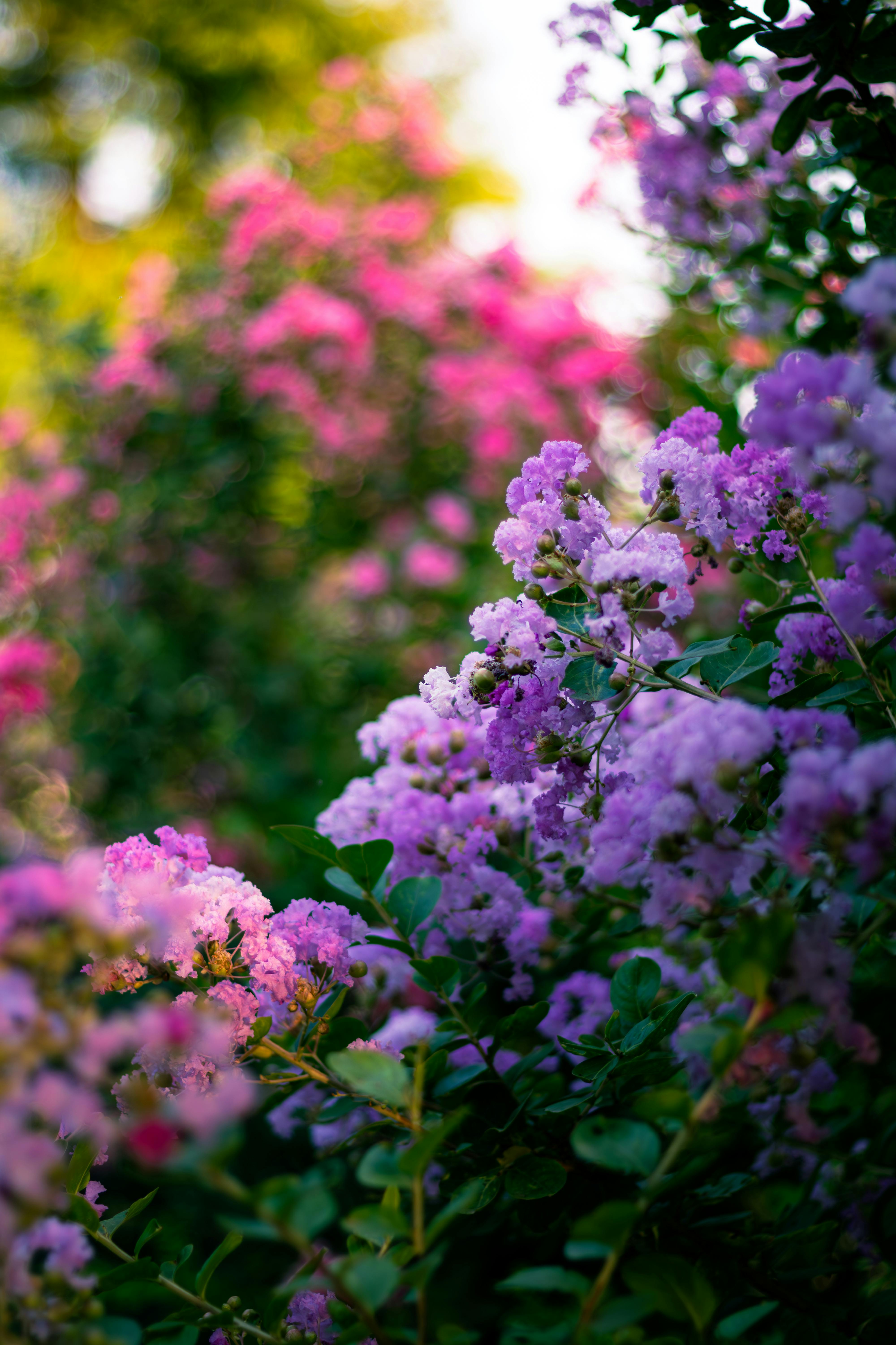 Lush crepe myrtle flowers in Ludhiana during summer, showcasing vibrant colors.