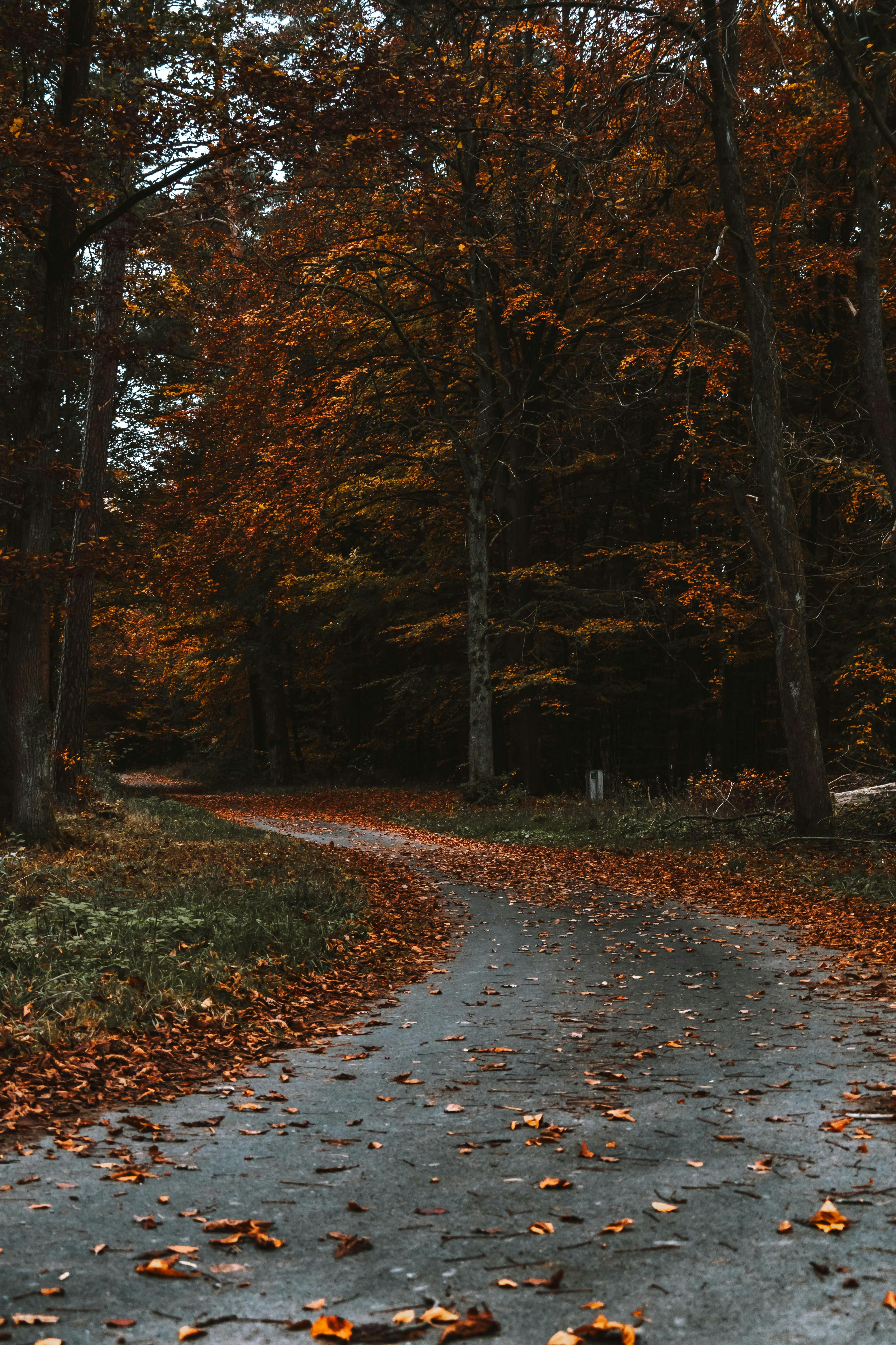 Tranquil winding road through a scenic autumn forest with vibrant fall colors and scattered leaves.