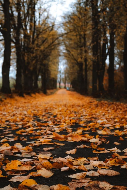 Free Serene autumn pathway covered with vibrant orange leaves and surrounded by tall trees. Stock Photo