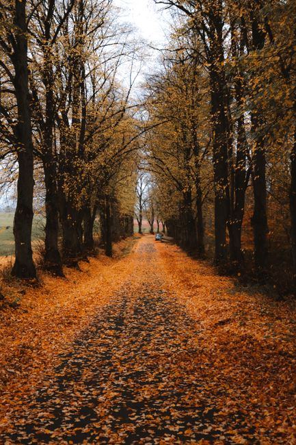 Tranquil country road surrounded by lush autumn foliage, capturing the beauty of fall.