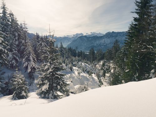 Free Snow-covered trees in a serene Alpine forest with mountains in Salzkammergut. Stock Photo