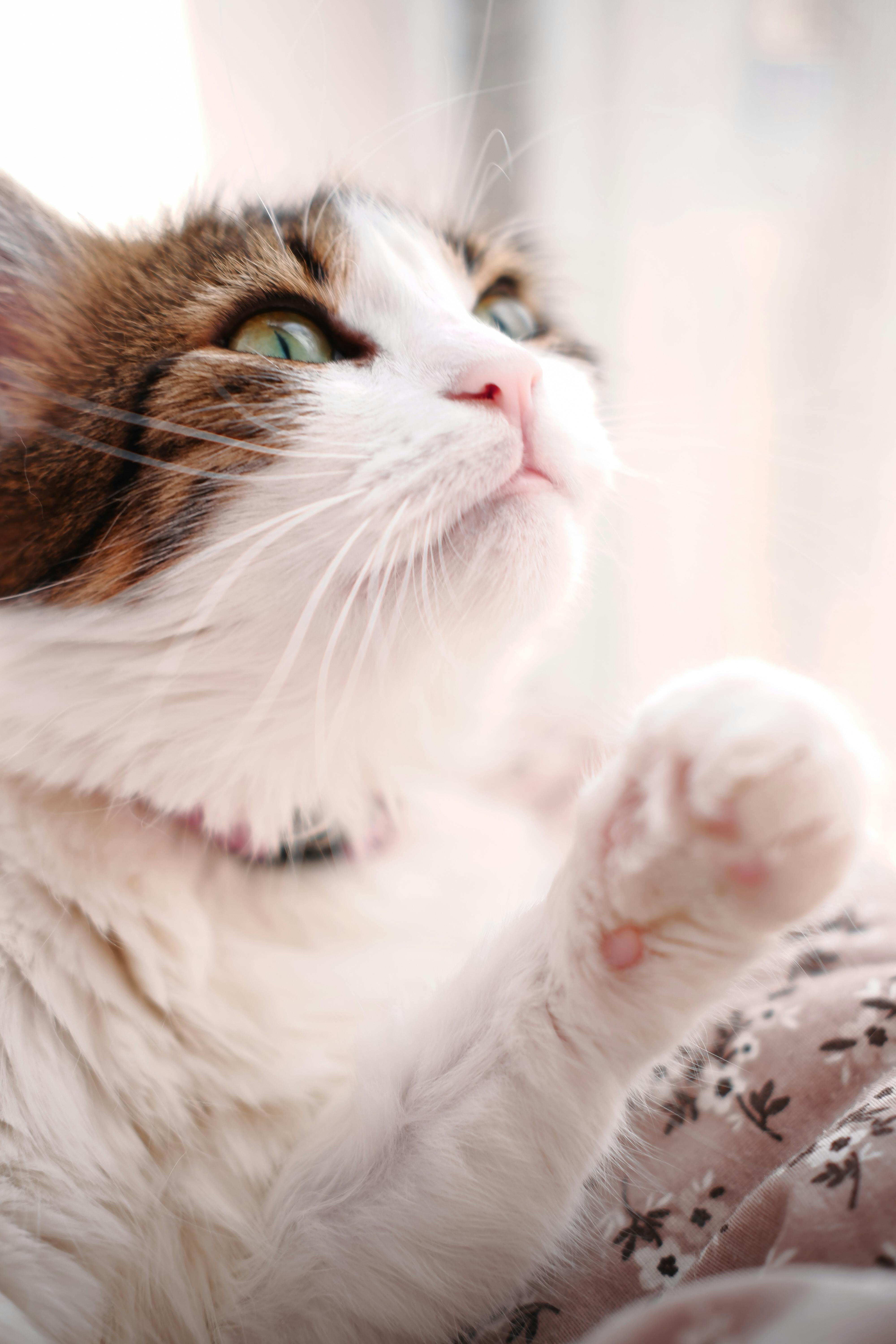 Miễn phí Ảnh lưu trữ miễn phí về ánh sáng ban ngày, ánh sáng mặt trời, bàn chân Ảnh lưu trữ