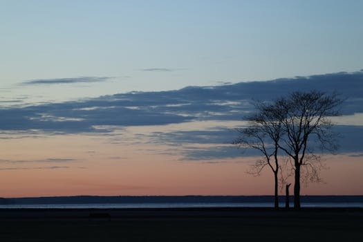 Silhouette of trees against a serene dawn sky over water at Cove Island Park.