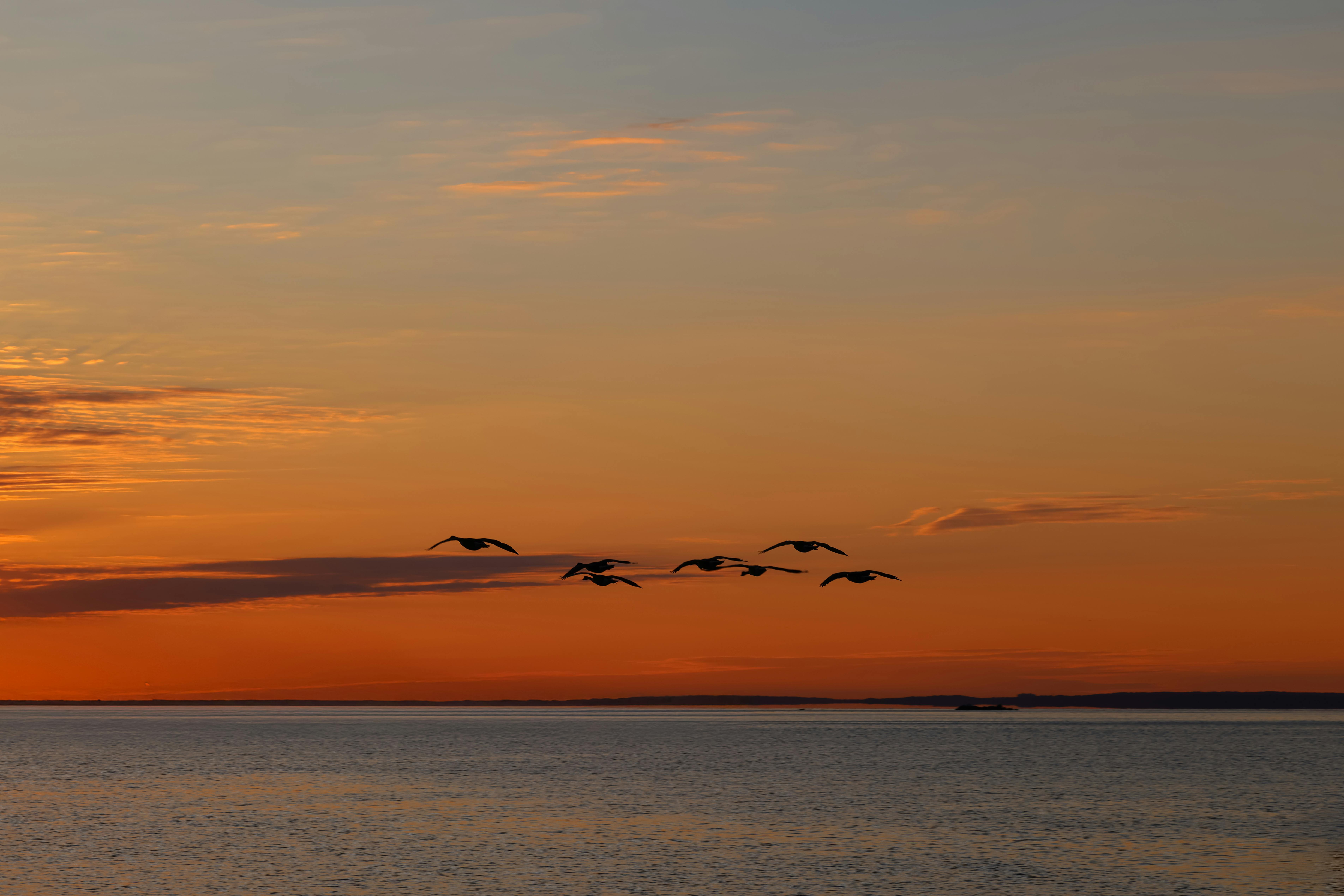 50 Common Birds Of North America