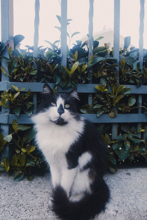 Free Cute black and white cat sitting by a fence outdoors with lush greenery. Stock Photo