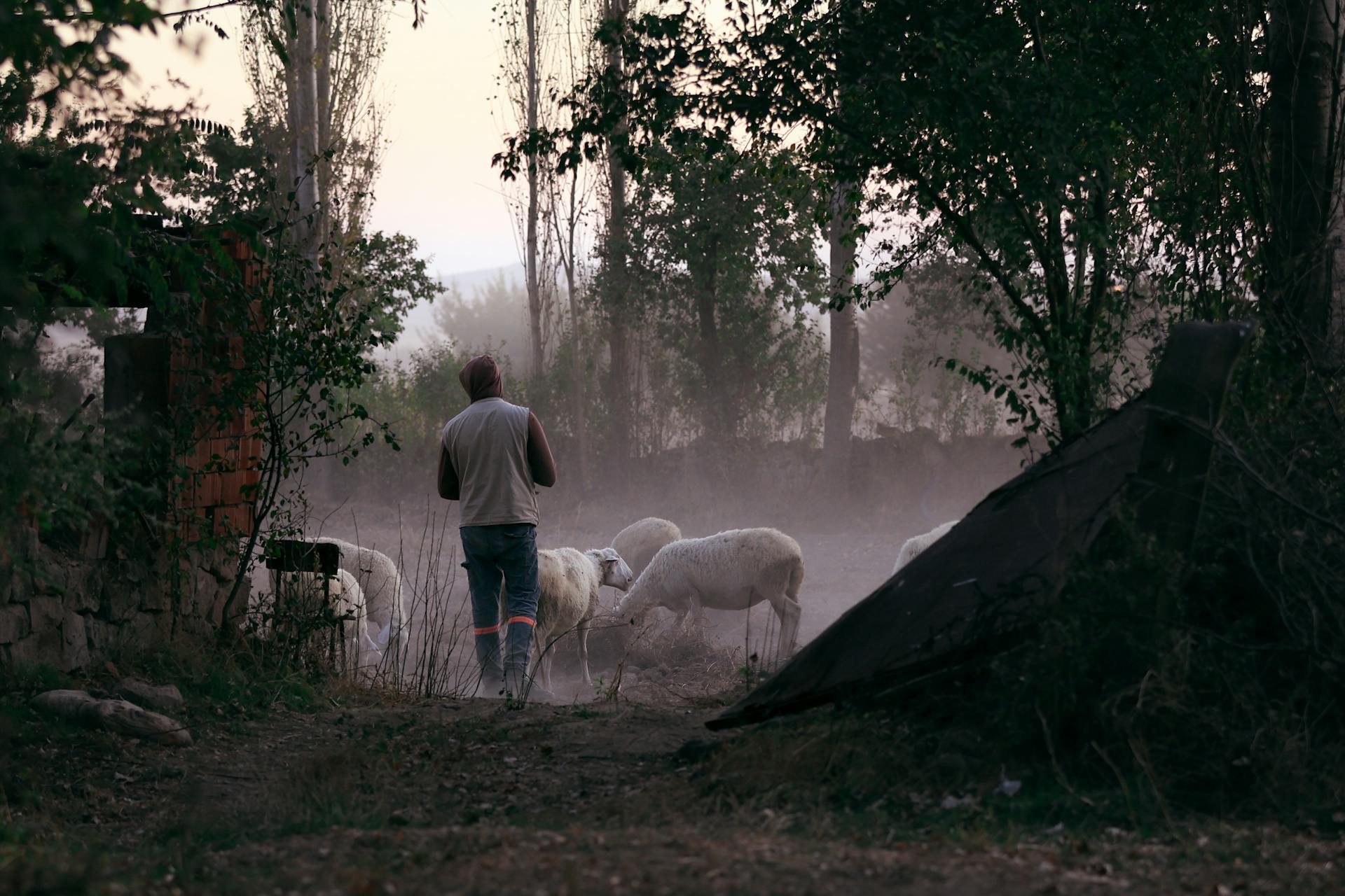 A shepherd guides sheep through a misty outdoor landscape, surrounded by trees and rustic elements.