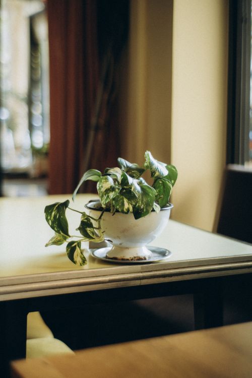 Free An indoor scene featuring a golden pothos plant in a decorative pot on a table, bathed in natural light. Stock Photo