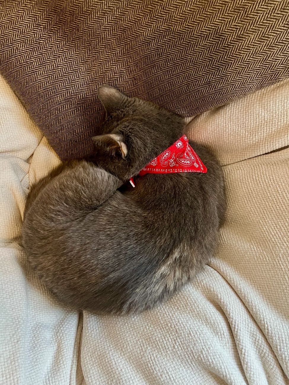 A peaceful gray cat napping on a cozy couch, wearing a red bandana, indoors.