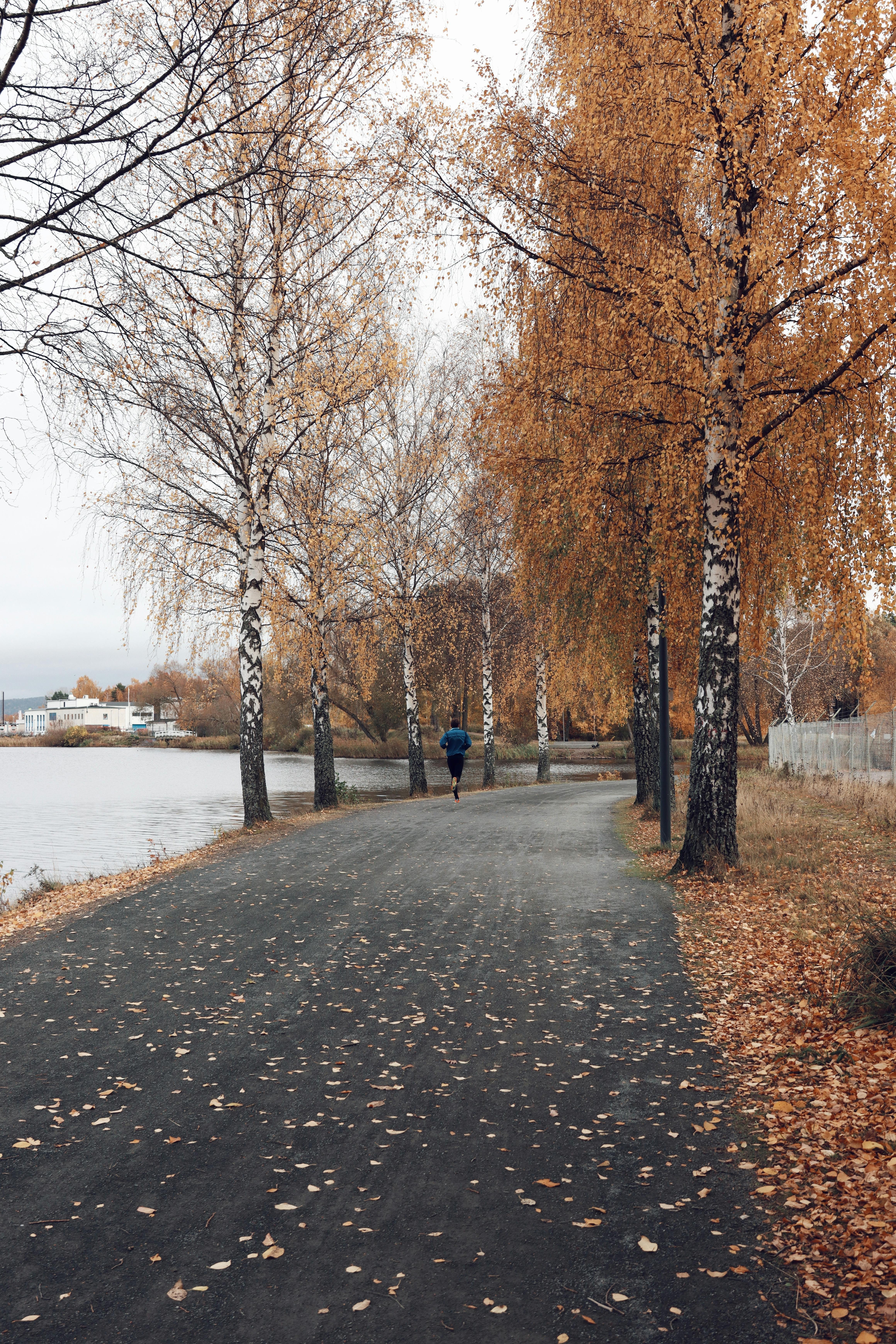 scenic autumn pathway in jonkoping sweden