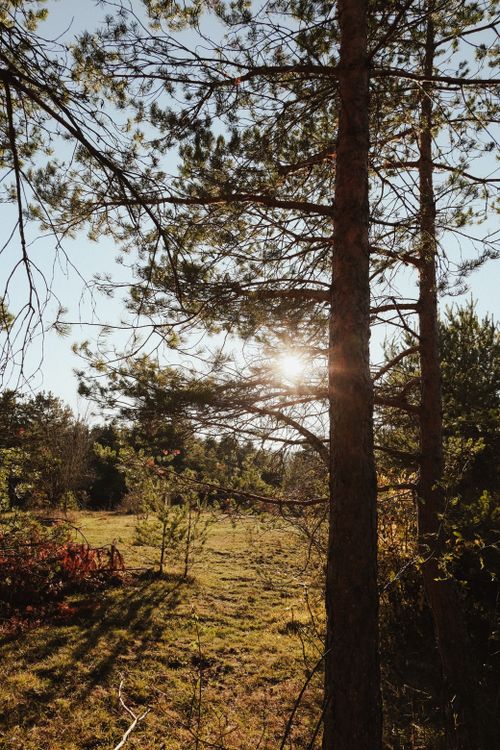 Free Sunlight filtering through pine trees in a serene forest setting. Stock Photo
