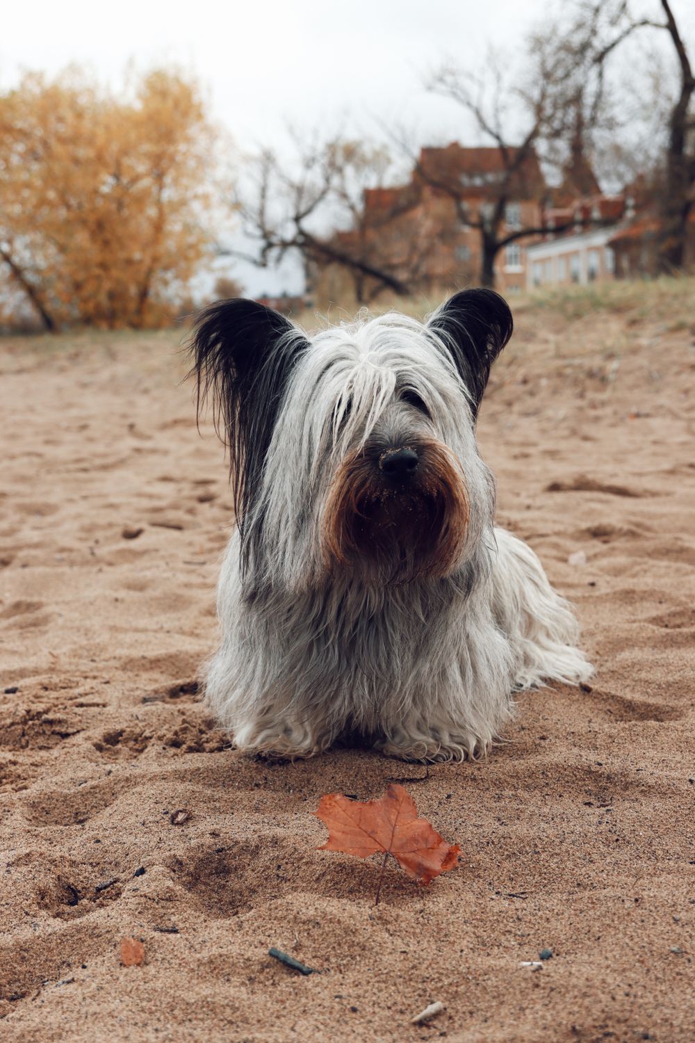 Skye Terrier, photo 4