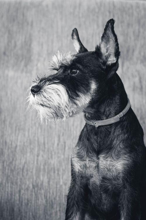 Free Elegant black and white portrait of a schnauzer dog showcasing its distinguished features. Stock Photo
