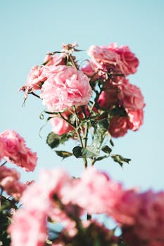 晴朗的蓝天下，美丽的粉红玫瑰盛开着，绽放出春天的光芒