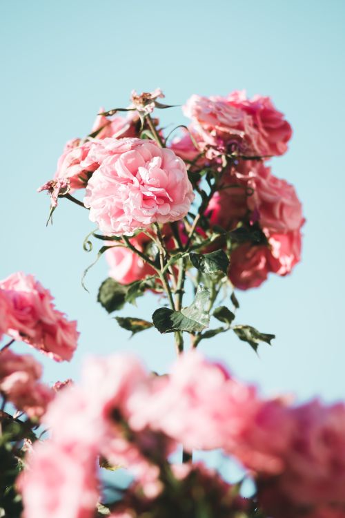 Photo of Pink Roses · Free Stock Photo
