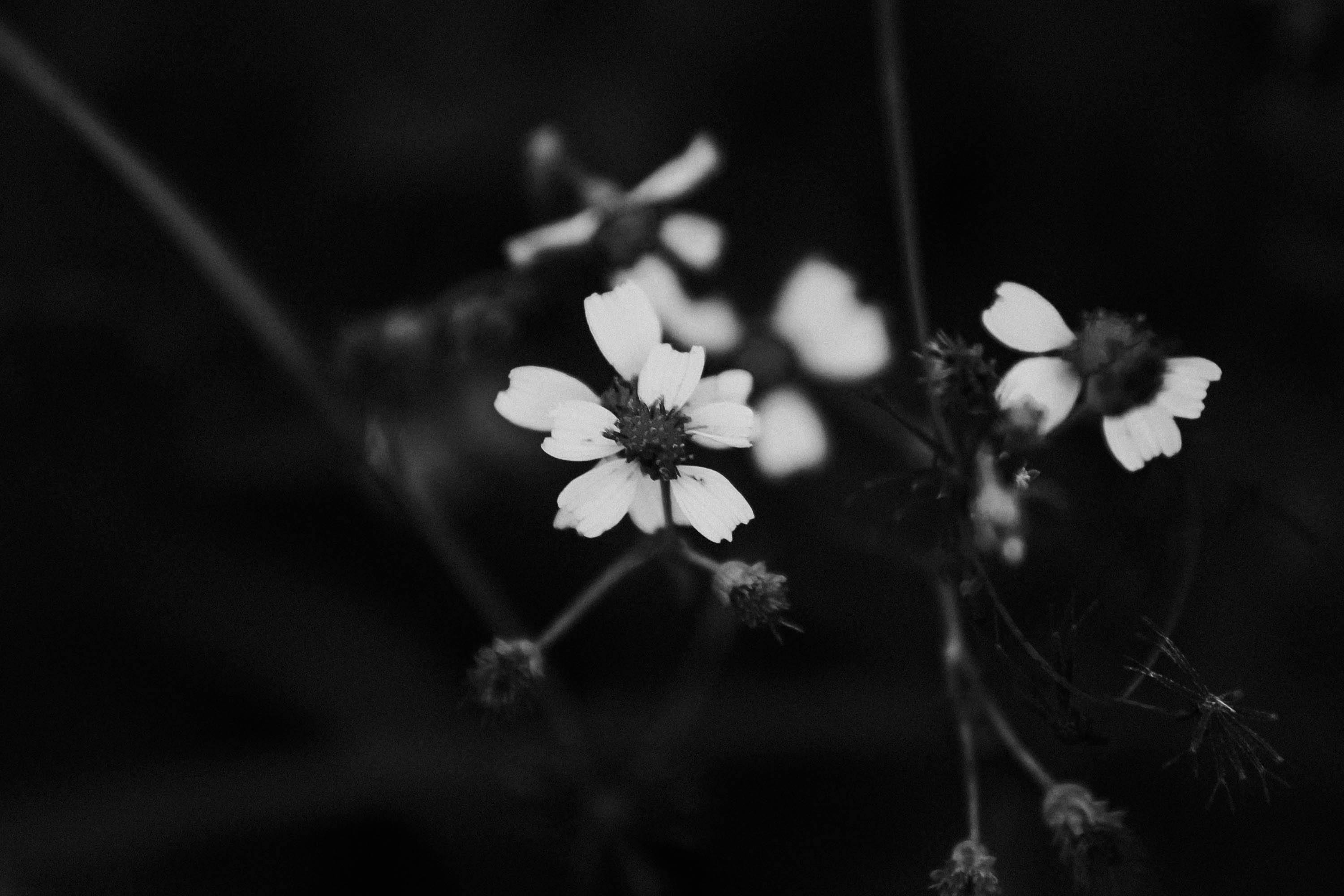 Free stock photo of black and white, flower