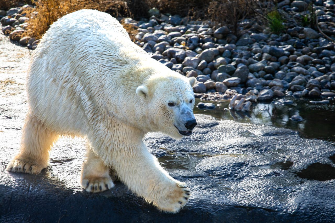 a polar bear walking along a rocky terrain showcasing its natural stre