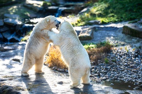 Free Two polar bears playfully interacting in a rocky outdoor setting. Stock Photo
