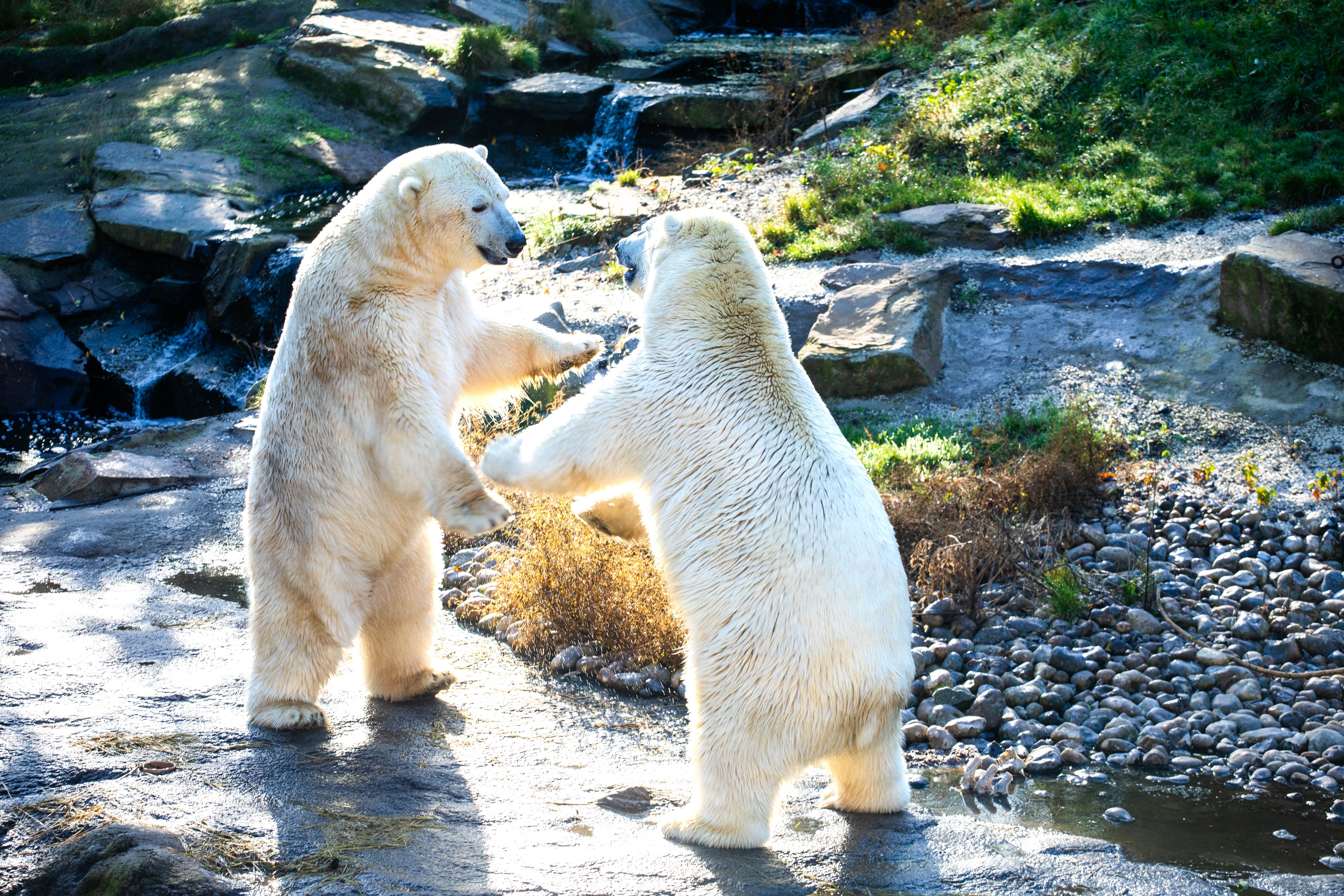 Polar Bear Breakfast