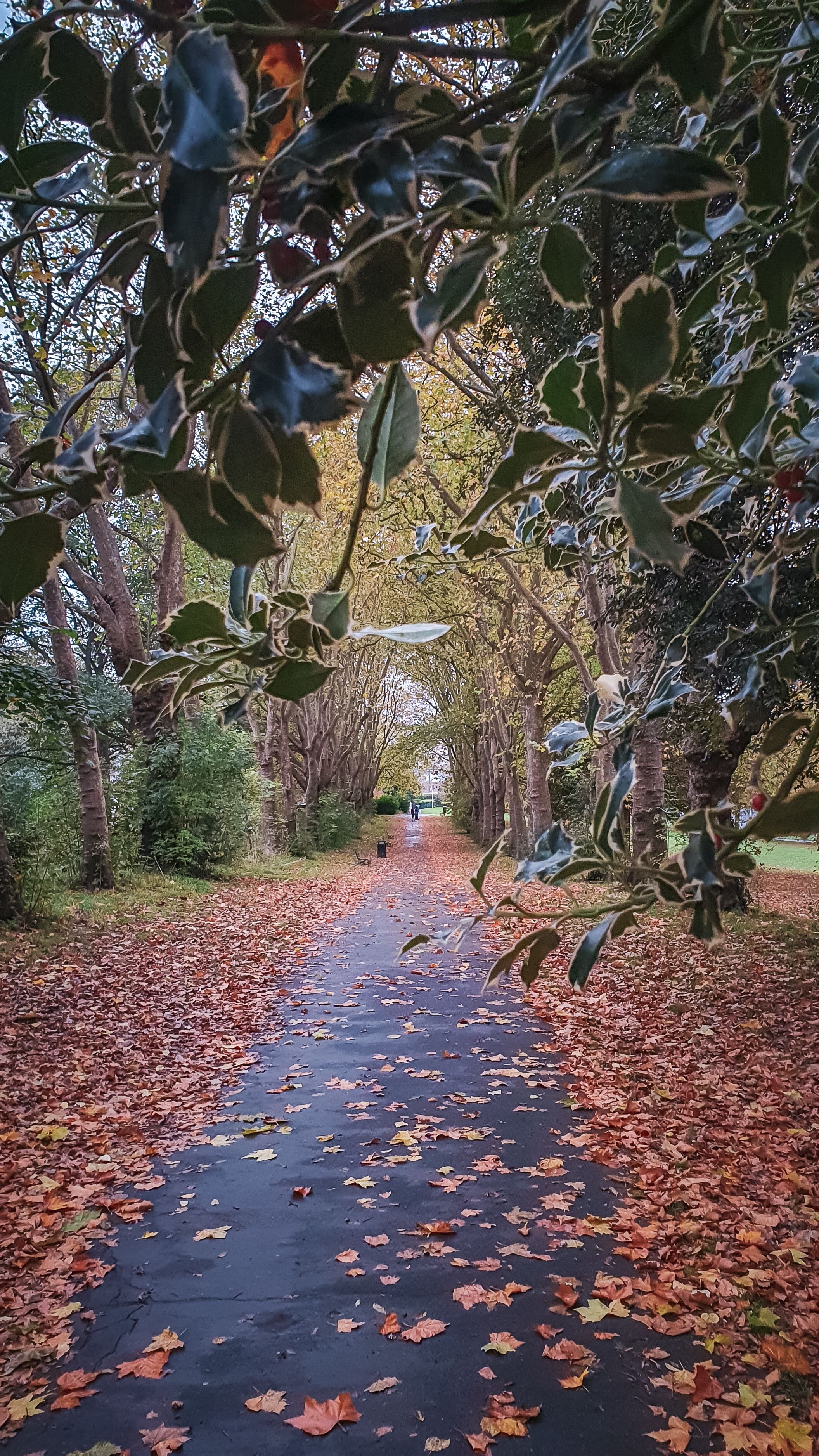 Scenic Autumn Pathway in English Park · Free Stock Photo