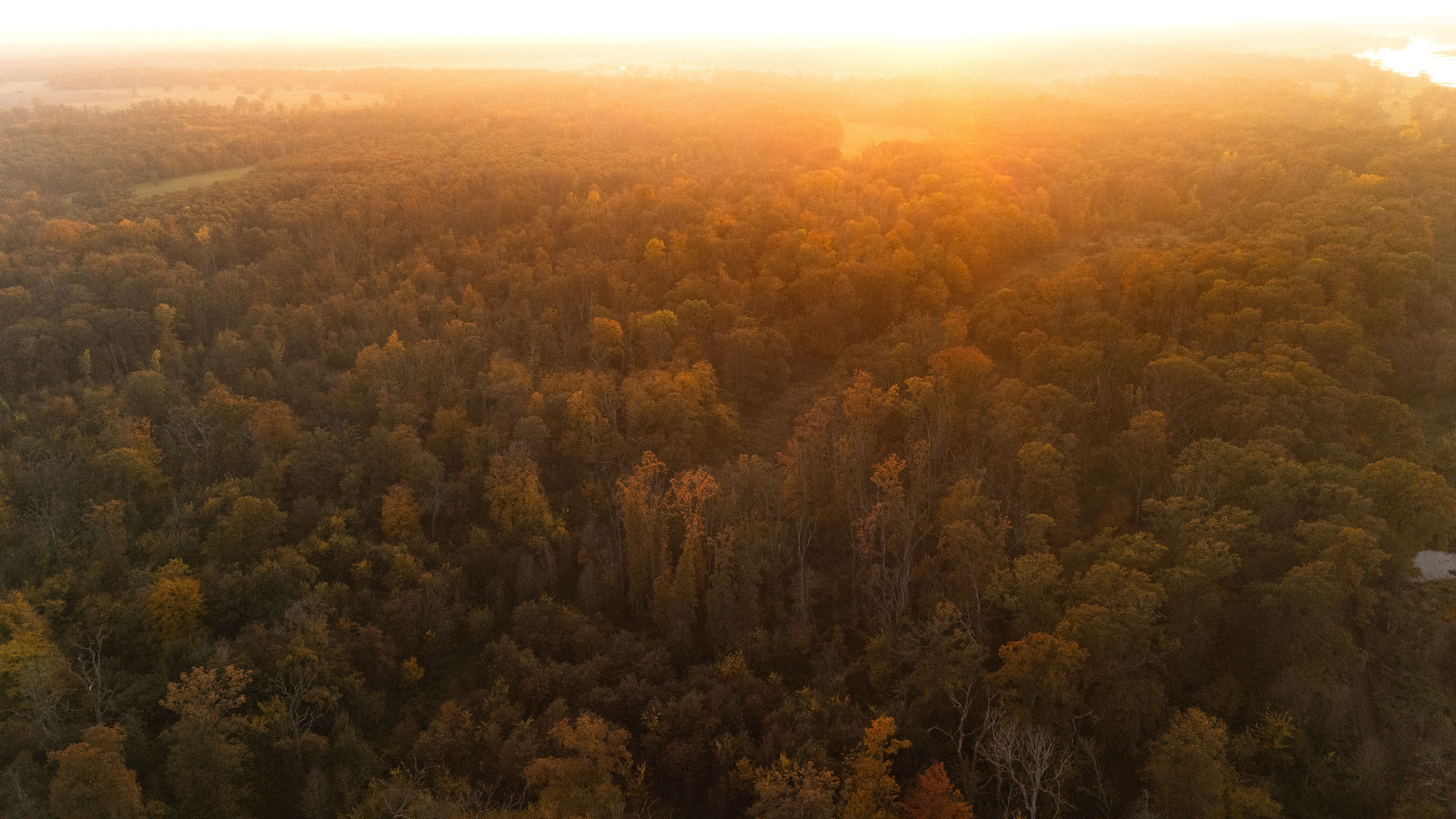 Aerial View of Forest During Golden Sunset · Free Stock Photo