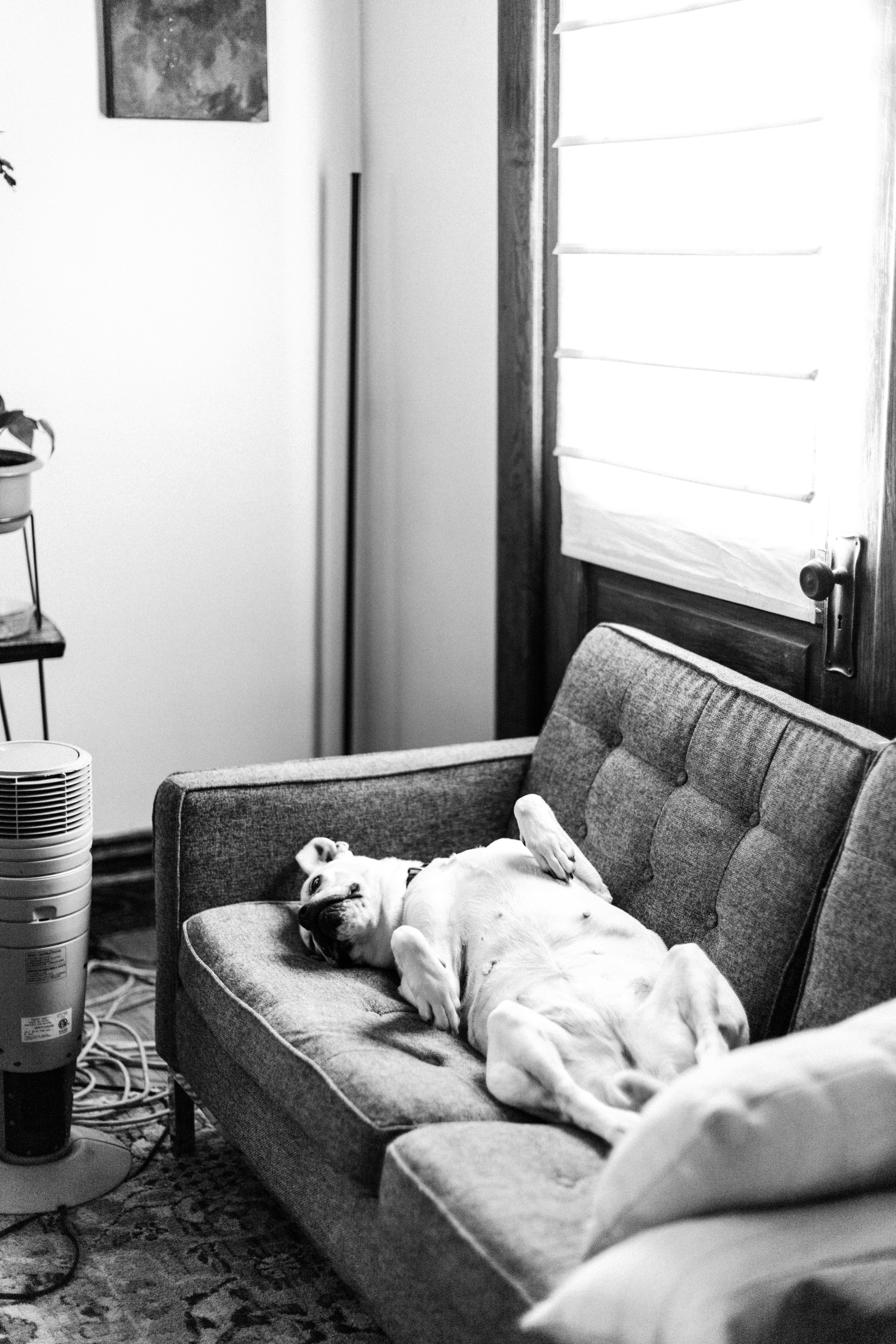A dog comfortably relaxes on a sofa in a bright, cozy room, creating a tranquil atmosphere.