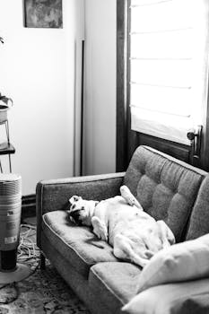 A dog comfortably relaxes on a sofa in a bright, cozy room, creating a tranquil atmosphere.