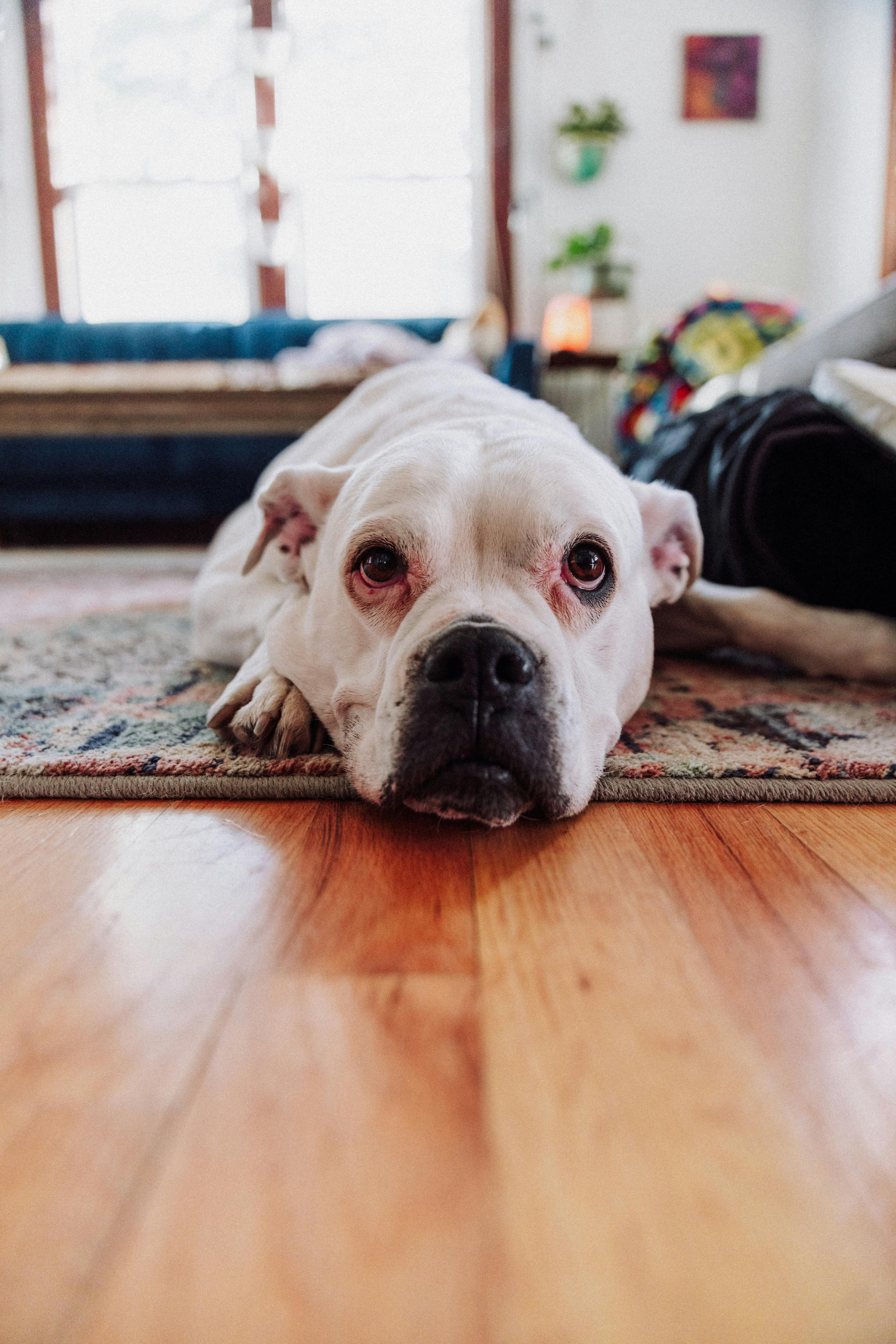 White and Tan English Bulldog Lying on Black Rug · Free Stock Photo