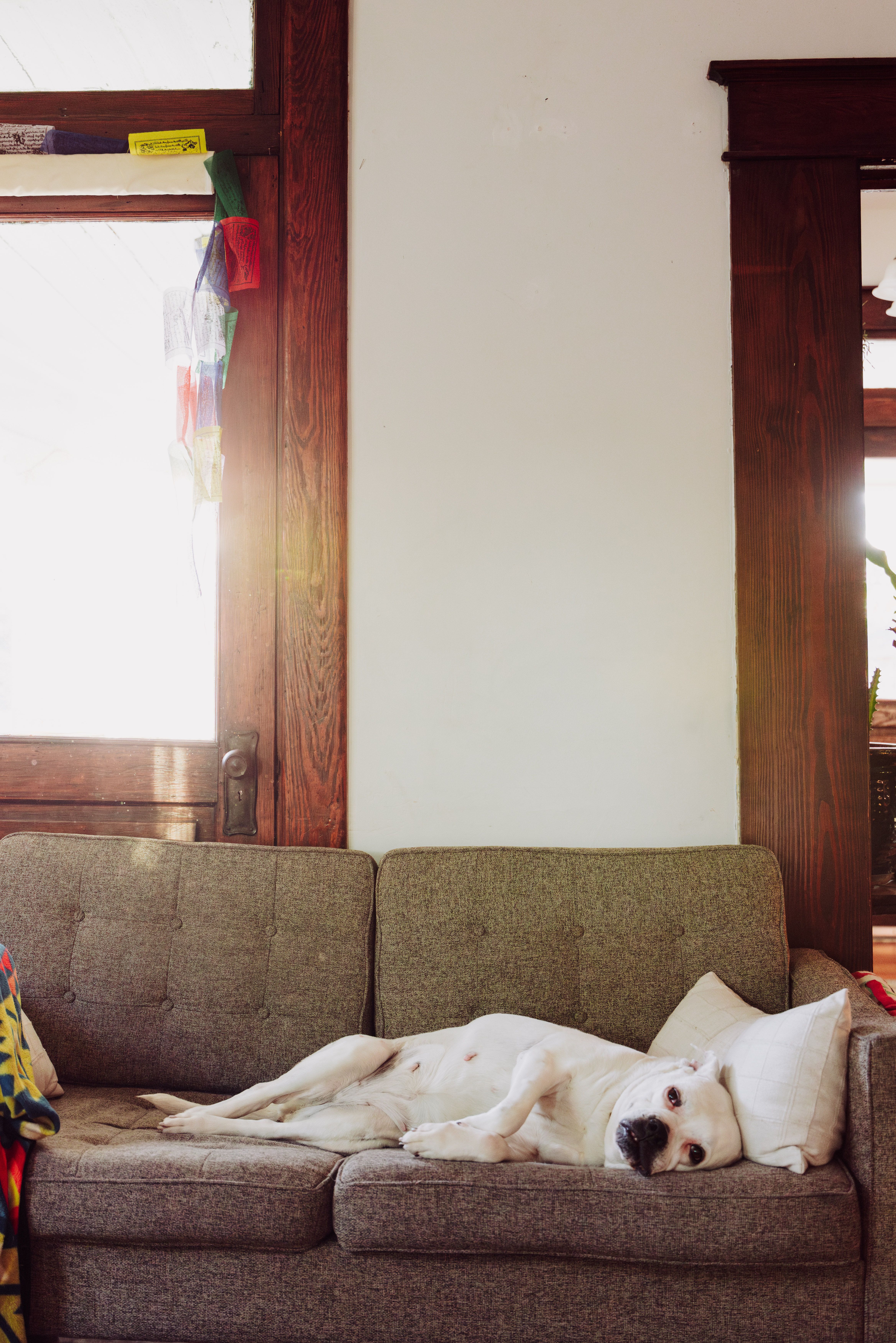 Relaxed Dog Lounging on Couch in Bright Living Room · Free Stock Photo