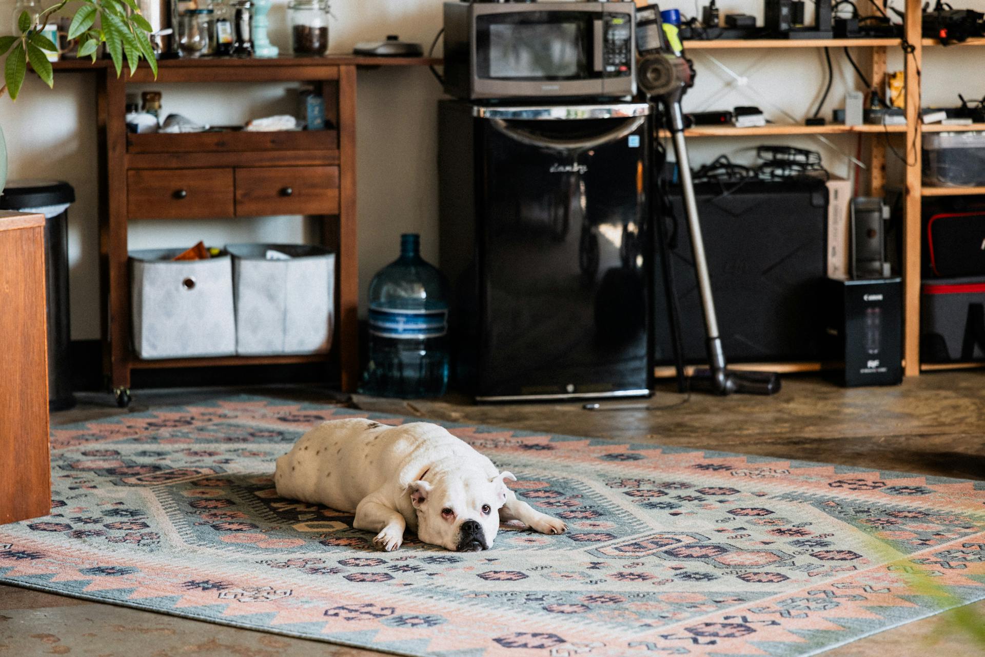 White bulldog relaxing on a patterned rug in a cozy living room setting.