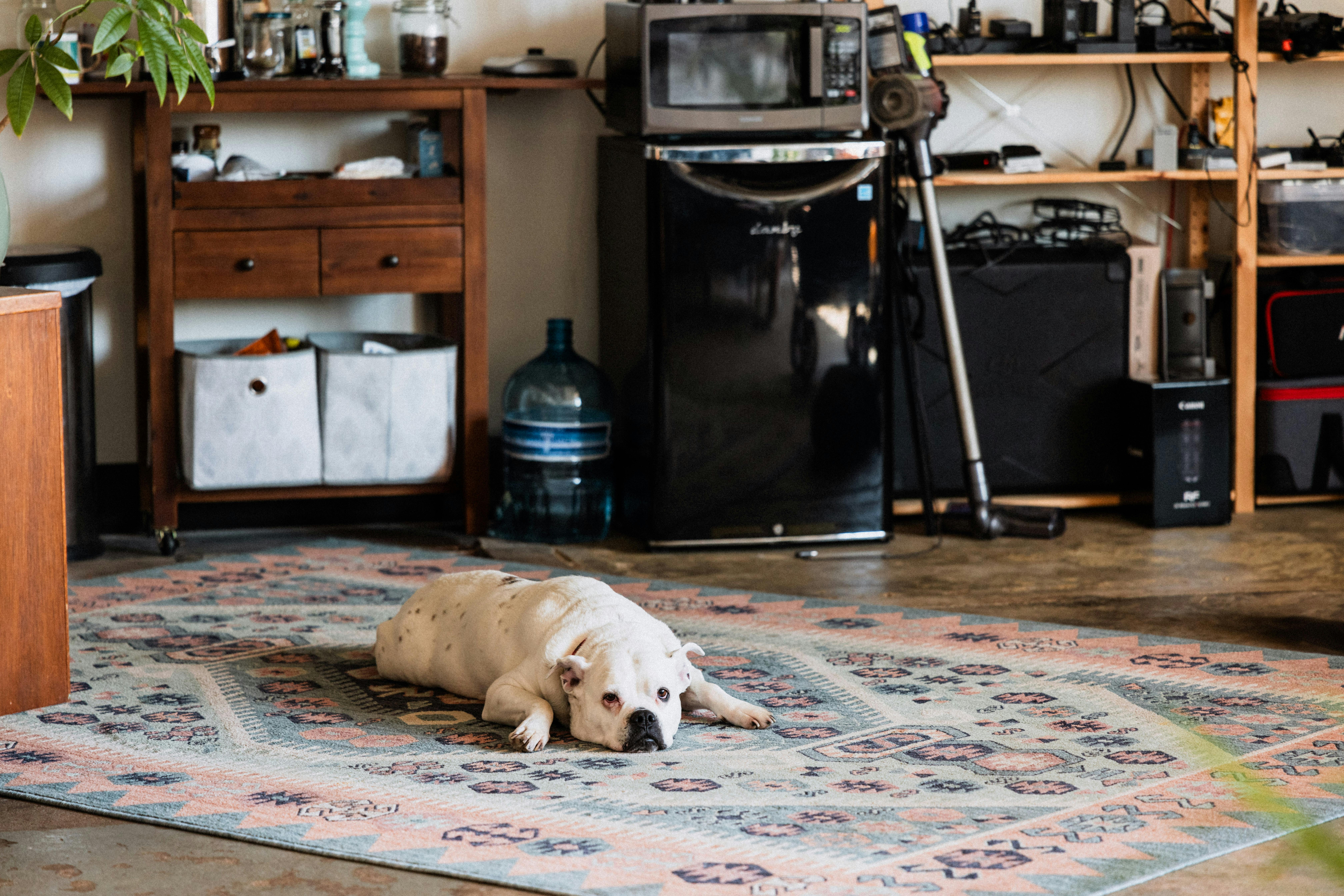 Lazy Bulldog Resting on Colorful Living Room Rug · Free Stock Photo